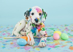 Easter Dalmatain Puppy