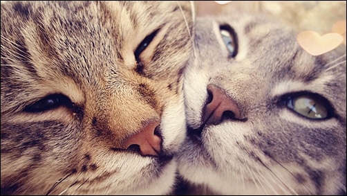 cat_heart_nose_whiskers_eyes_loving_husband
